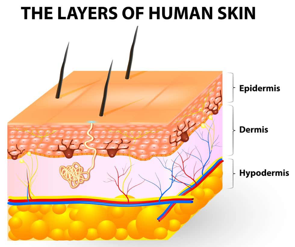 A diagram of the layers of human skin.